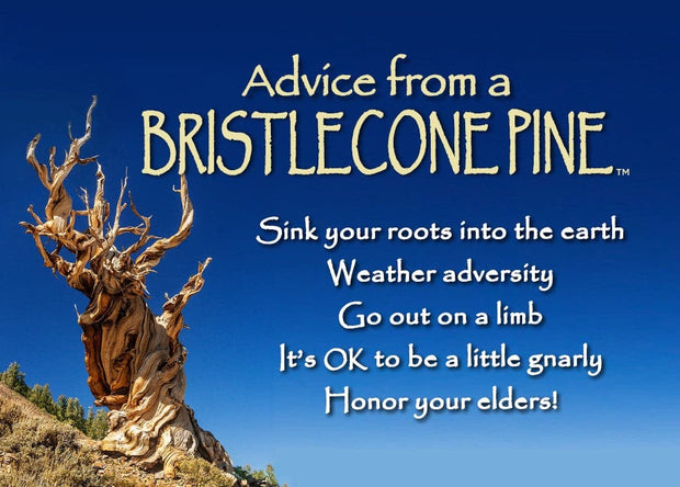 Advice from a Bristlecone Pine Jumbo Magnet