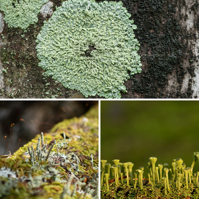 What is the Symbiotic Relationship Between Lichen and Rocks or Tree Bark?