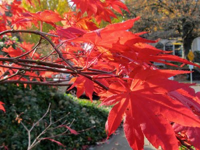 Unveiling the Mysteries of Fall's Changing Colors