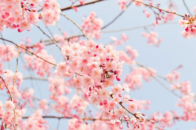 Cherry Blossom Fever
