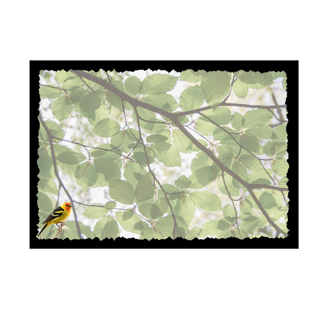 Advice from a Western Tanager-Greeting Card