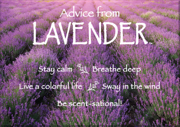 Advice from Lavender Jumbo Magnet