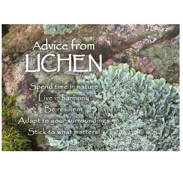 Advice from Lichen Magnet