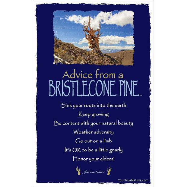 Advice from a Bristlecone Pine Frameable Art Card